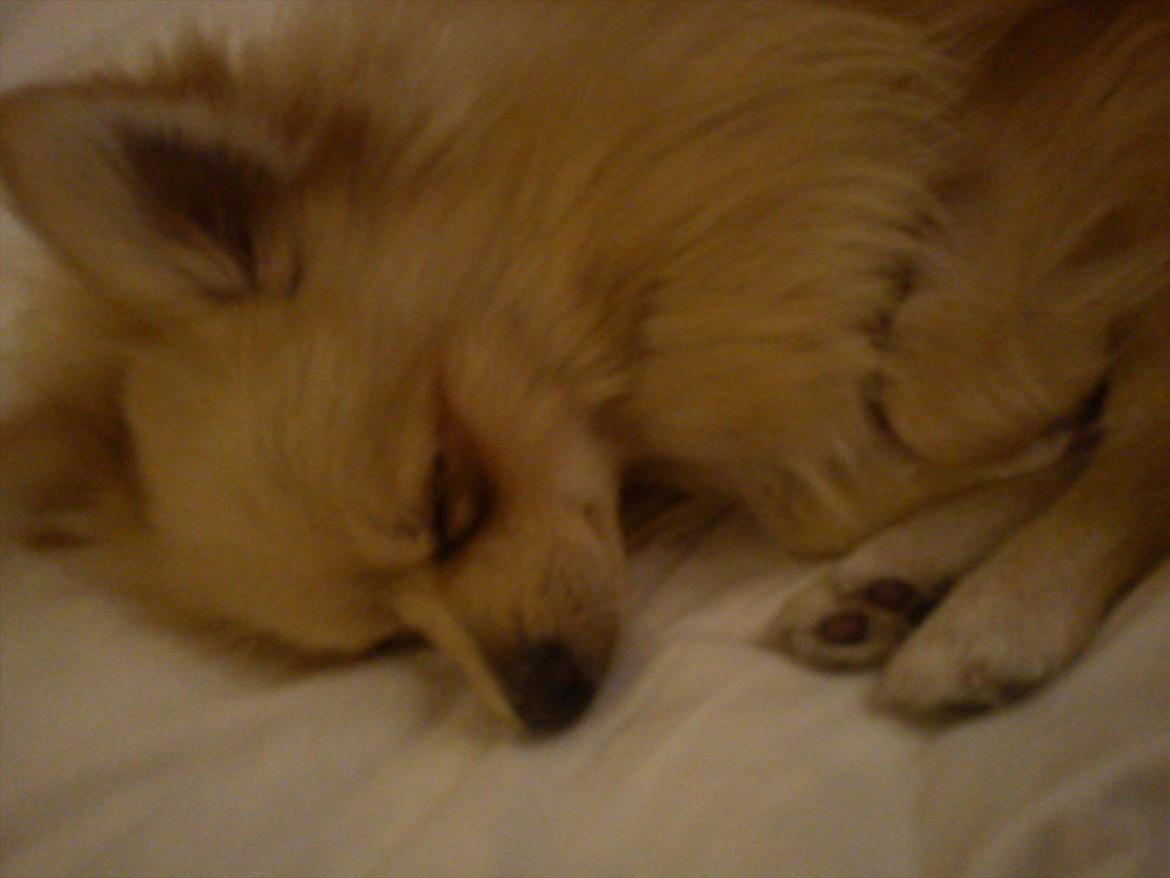 Pomeranian Luca - Og der sover han helt :o) billede 14