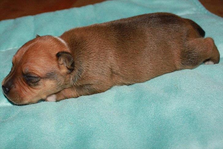 Staffordshire bull terrier Tovdals Tell Me More Milo - 6.Oktober, 1uge og 6 dage gammel. billede 4