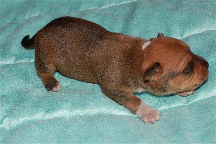 Staffordshire bull terrier Tovdals Tell Me More Milo - 6.Oktober, 1uge og 6 dage gammel. billede 5