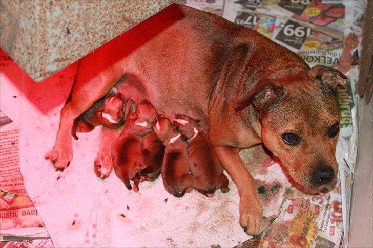 Staffordshire bull terrier Tovdals Tell Me More Milo - 24. September, En halv dag gammel. billede 1