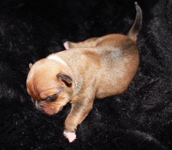 Staffordshire bull terrier Tovdals Tell Me More Milo - 27.September, 4 Dage gammel. billede 3