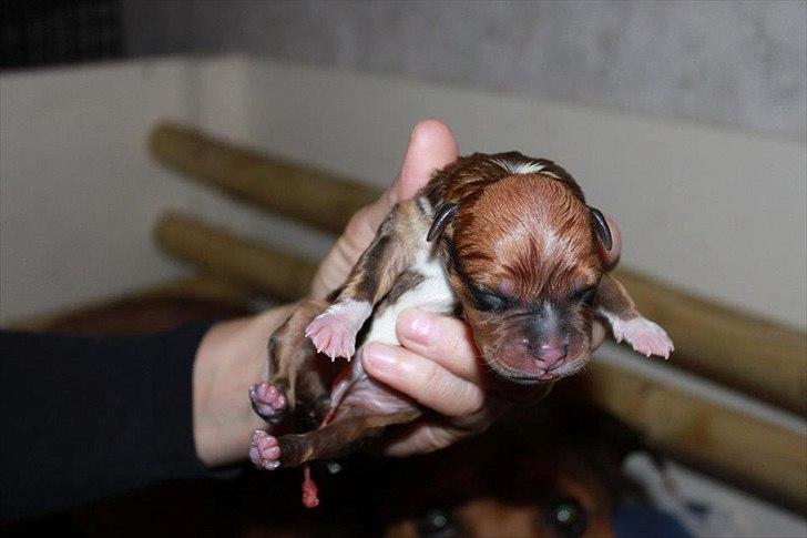 Staffordshire bull terrier Tovdals Tell Me More Milo - 24. September, En halv dag gammel. billede 2