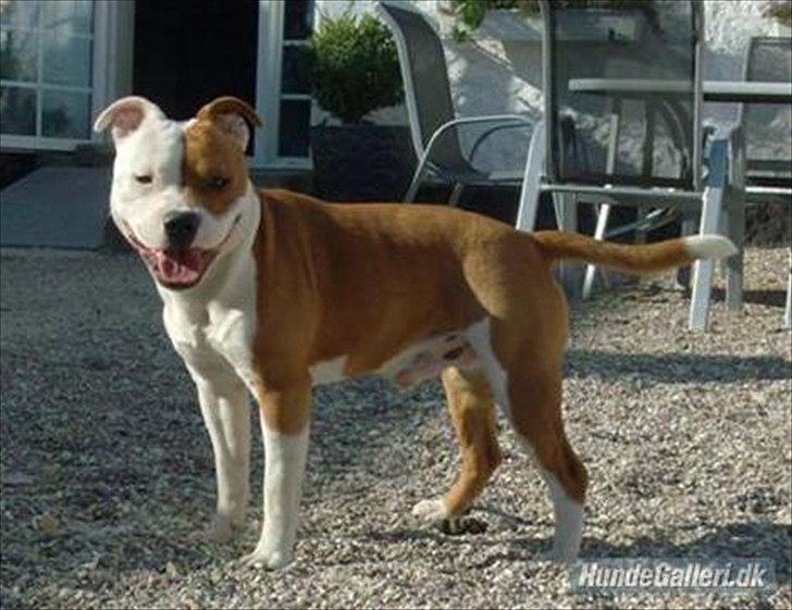 Staffordshire bull terrier Tovdals Tell Me More Milo - Far Nicky. billede 18