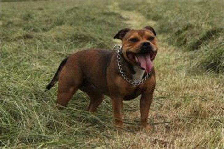 Staffordshire bull terrier Tovdals Tell Me More Milo - Mor Pil. billede 17