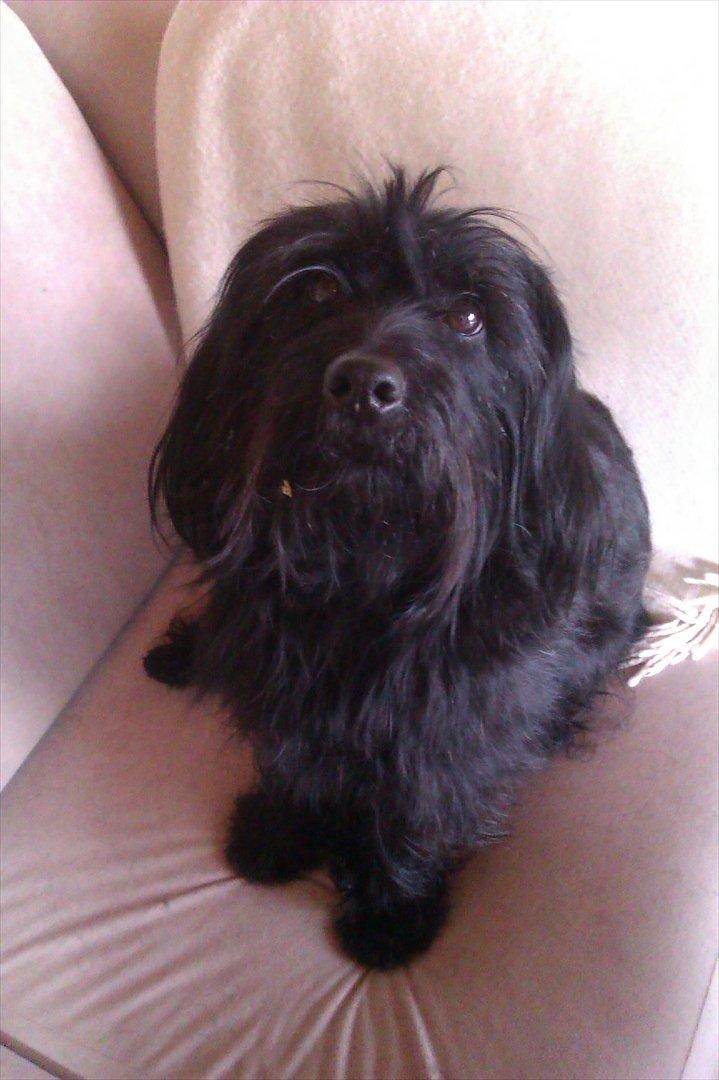 Blanding af racer bimse R.I.P billede 6