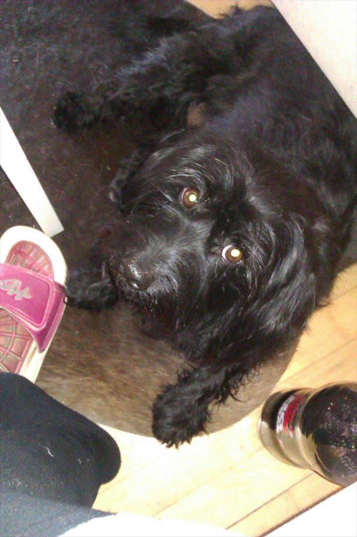 Blanding af racer bimse R.I.P billede 7