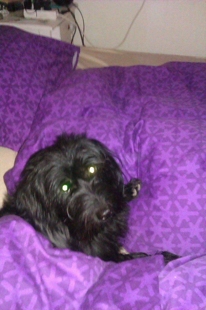 Blanding af racer bimse R.I.P billede 8