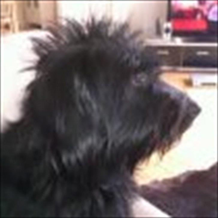 Blanding af racer bimse R.I.P billede 9