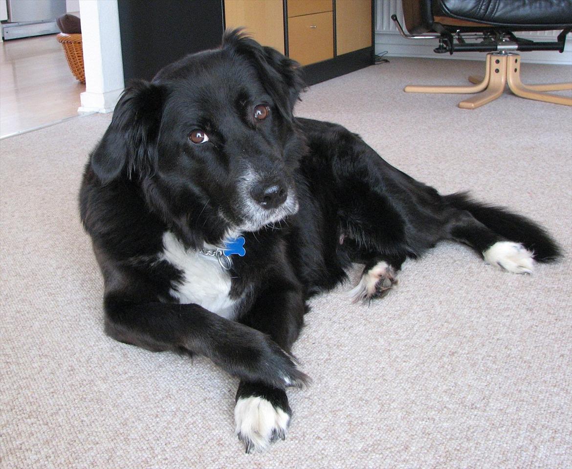 Blanding af racer Sally - Min dejlige hund, Sally billede 2