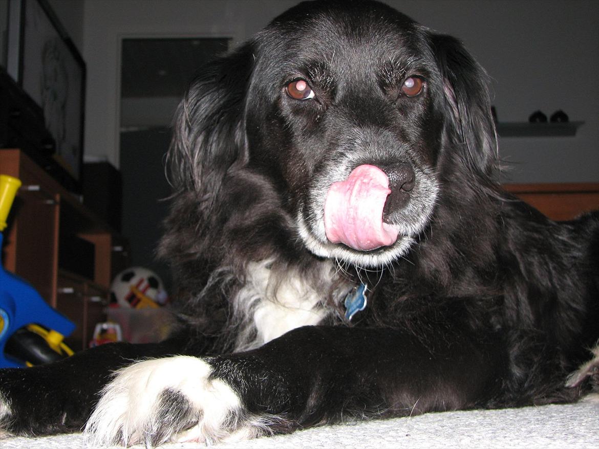 Blanding af racer Sally billede 1