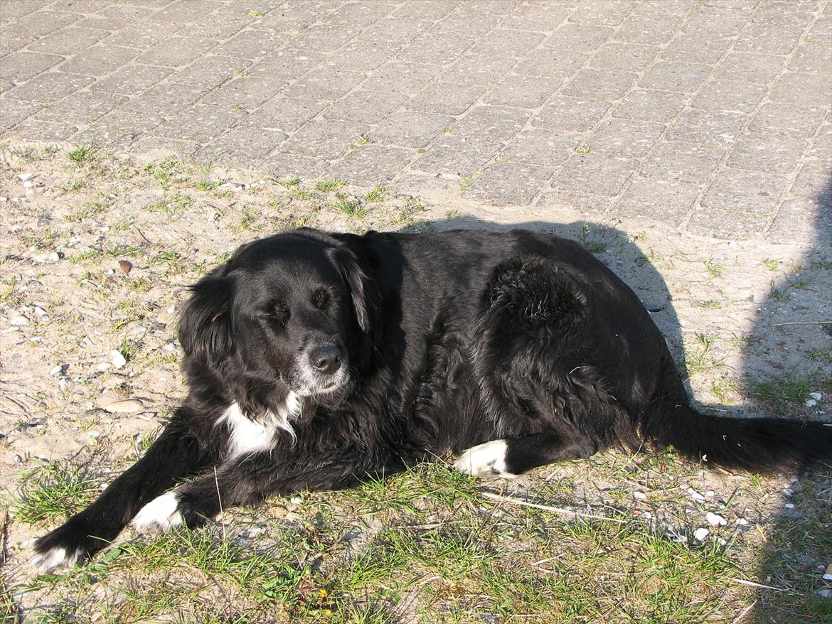 Blanding af racer Sally - Ligger og hygger i solen billede 6