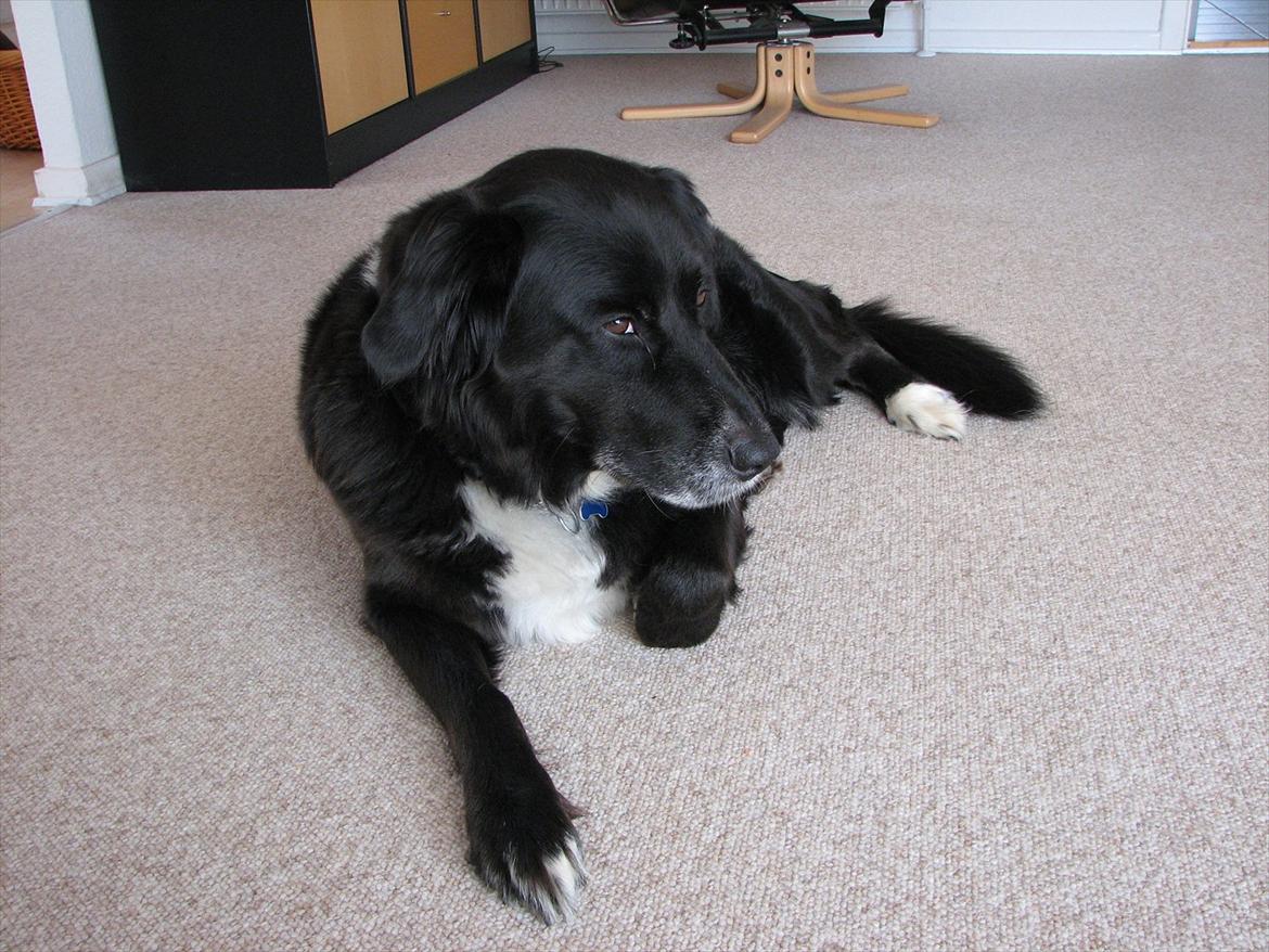 Blanding af racer Sally billede 4