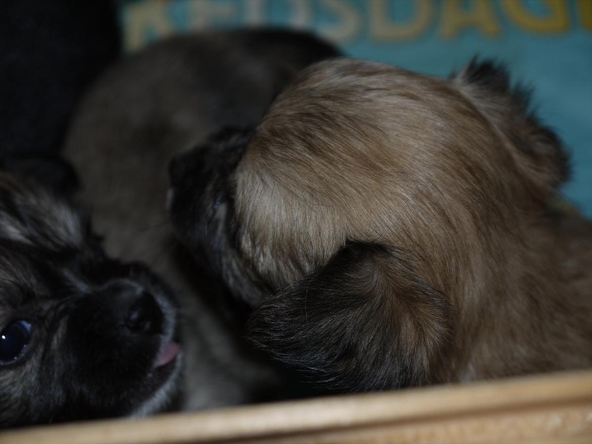 Chihuahua Nemo billede 2