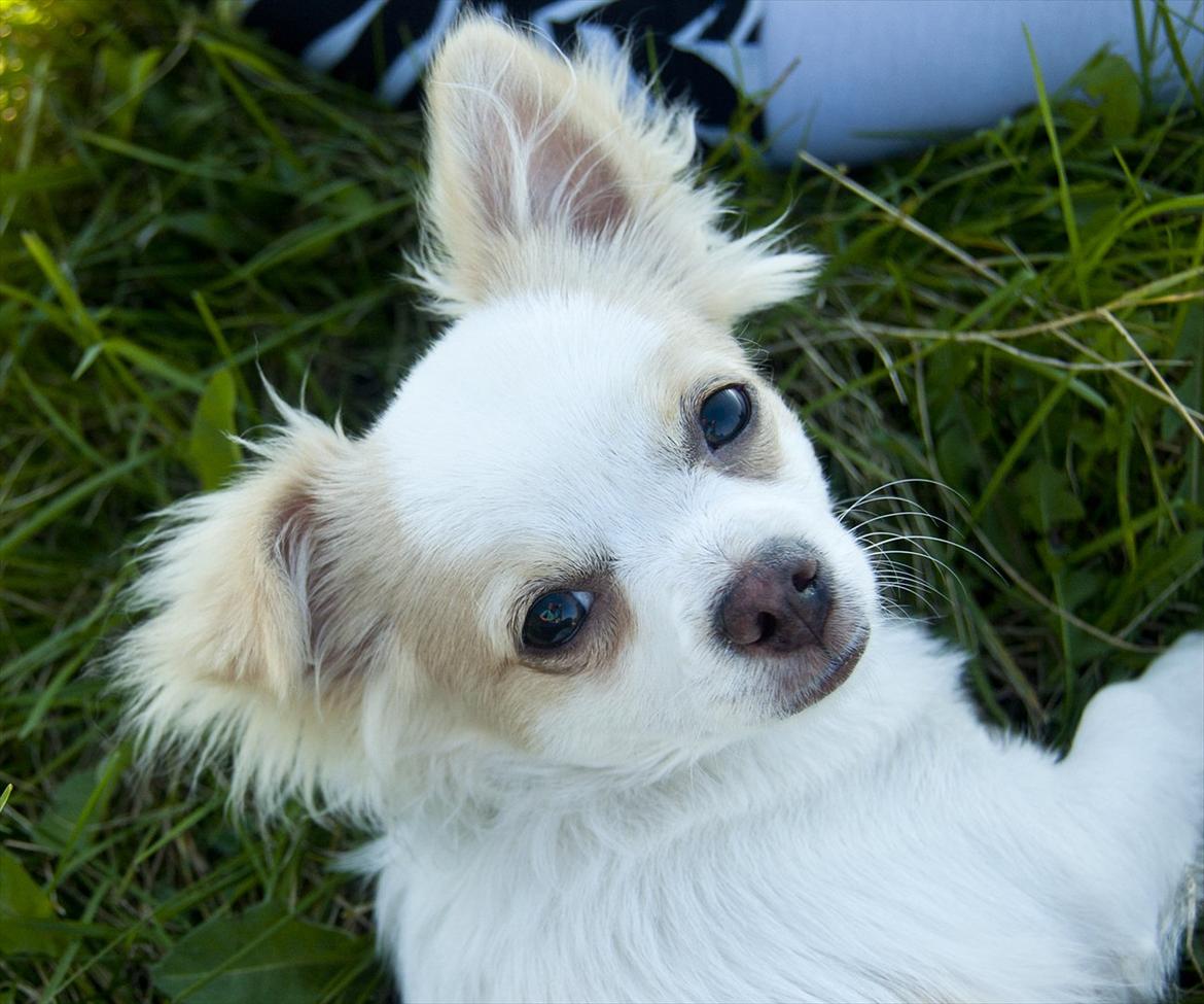 Chihuahua Luffe billede 9