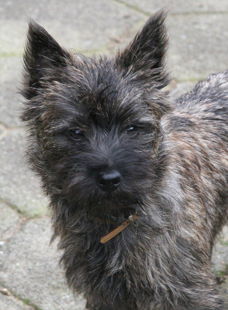 Cairn terrier Liam Jeg Vil Fortsat Elske Dig <3 - Det bedste billede jeg har taget af Liam billede 7