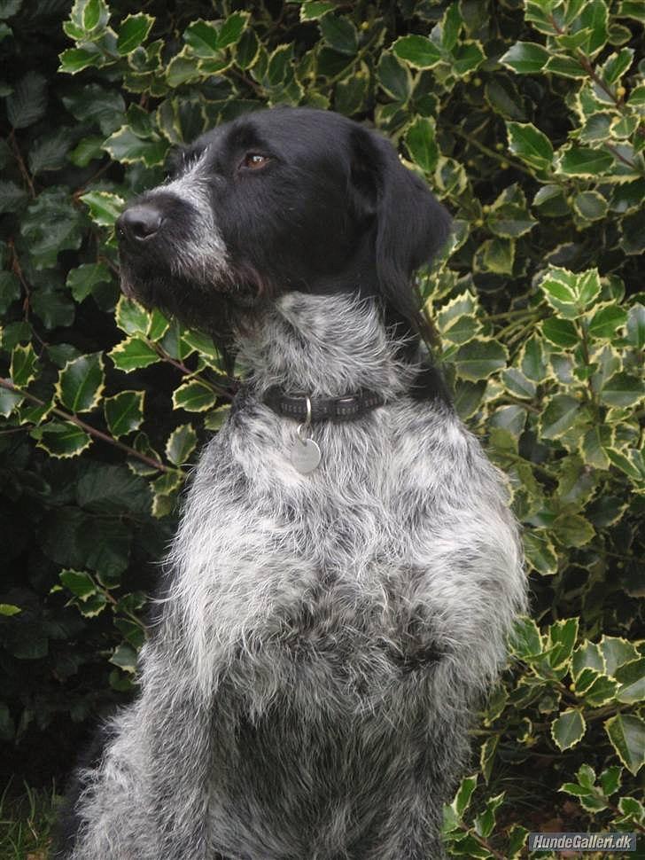 Ruhåret hønsehund / Labrador - Bobby billede 7