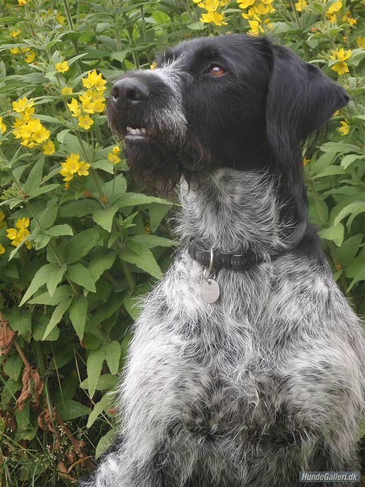 Ruhåret hønsehund / Labrador - Bobby billede 9