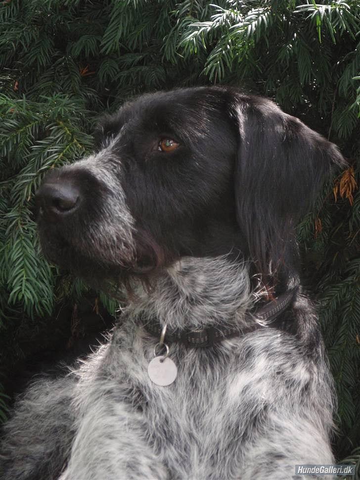 Ruhåret hønsehund / Labrador - Bobby billede 10