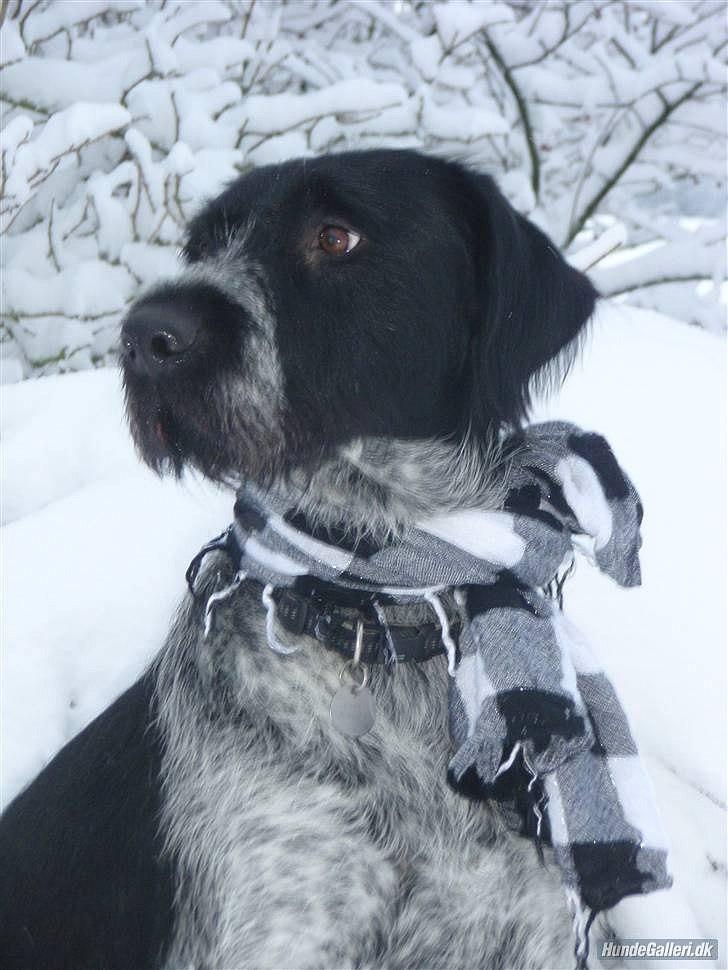 Ruhåret hønsehund / Labrador - Bobby billede 12