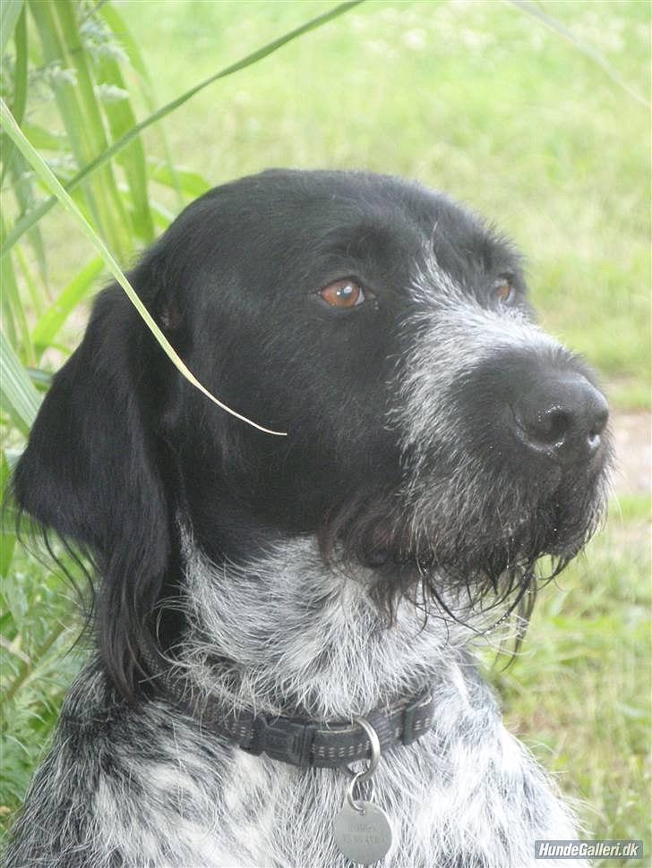 Ruhåret hønsehund / Labrador - Bobby billede 13