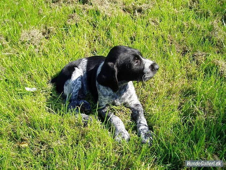 Ruhåret hønsehund / Labrador - Bobby billede 14