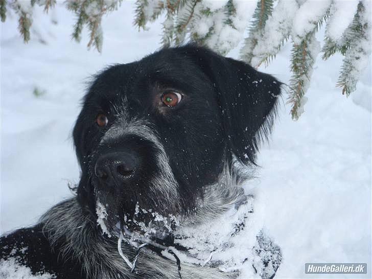 Ruhåret hønsehund / Labrador - Bobby billede 16