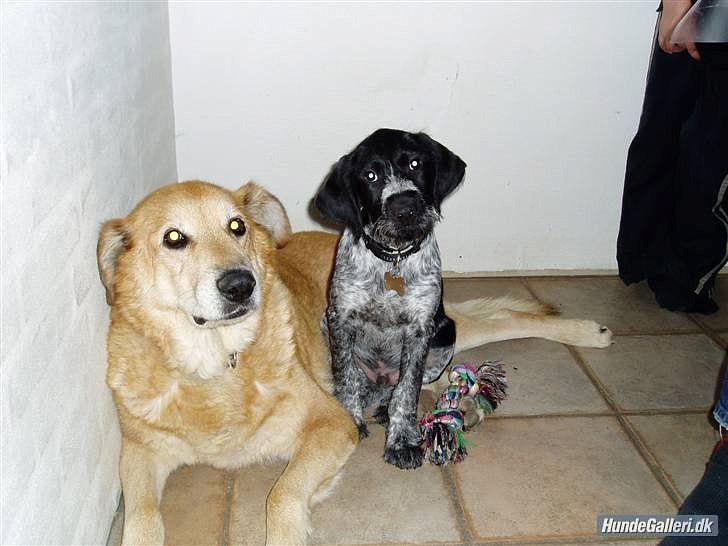 Ruhåret hønsehund / Labrador - Bobby billede 17