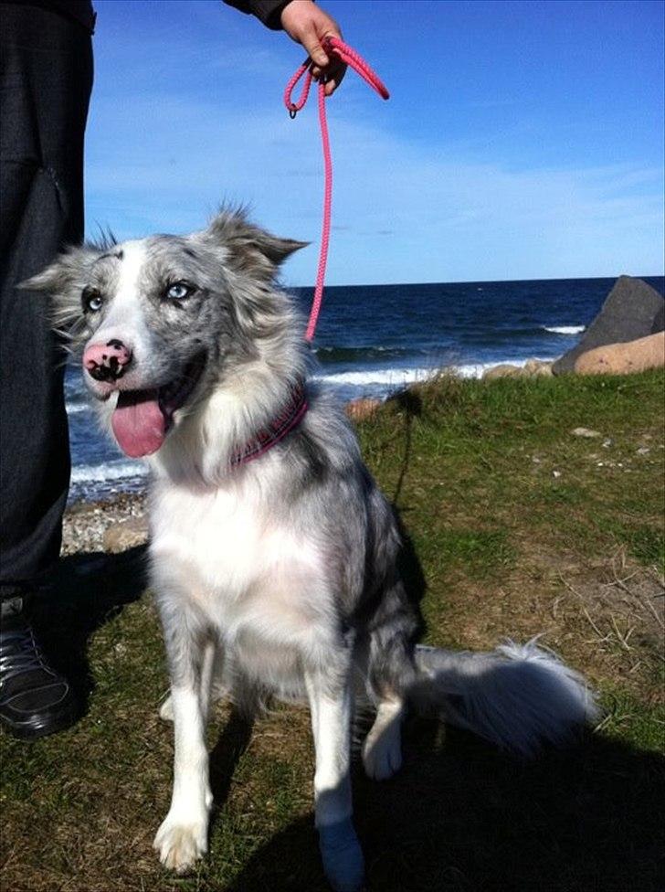 Border collie Sheba billede 1