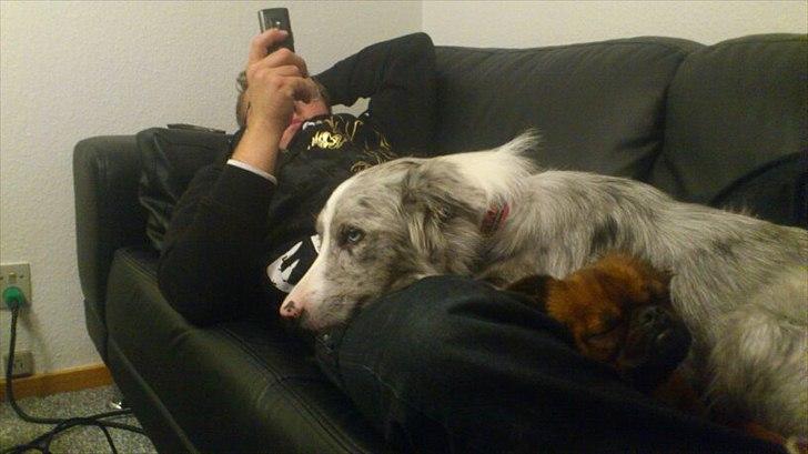 Border collie Sheba billede 2