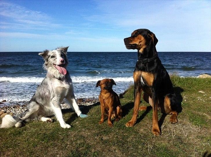 Border collie Sheba billede 3