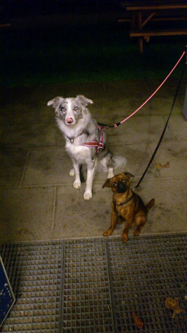 Border collie Sheba billede 4