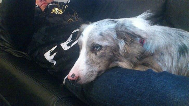 Border collie Sheba billede 5