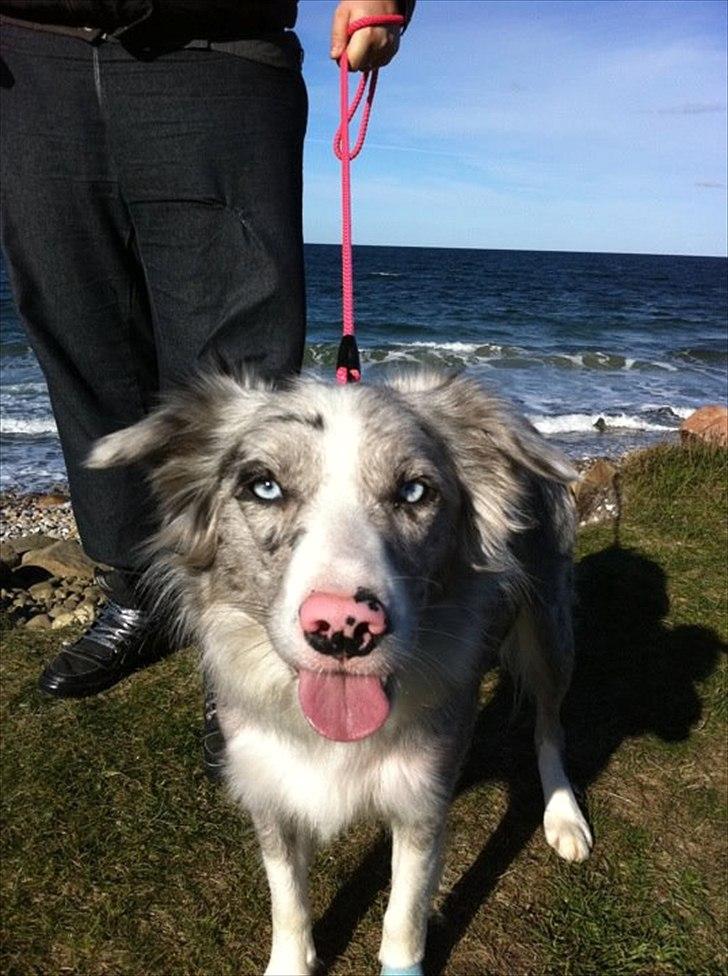 Border collie Sheba billede 6