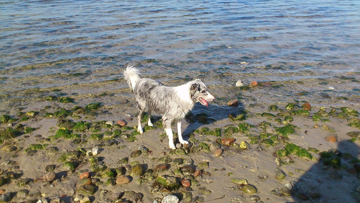 Border collie Sheba billede 7