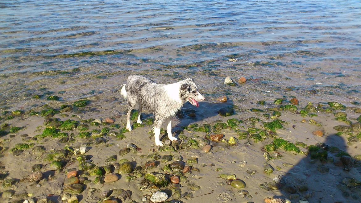 Border collie Sheba billede 8