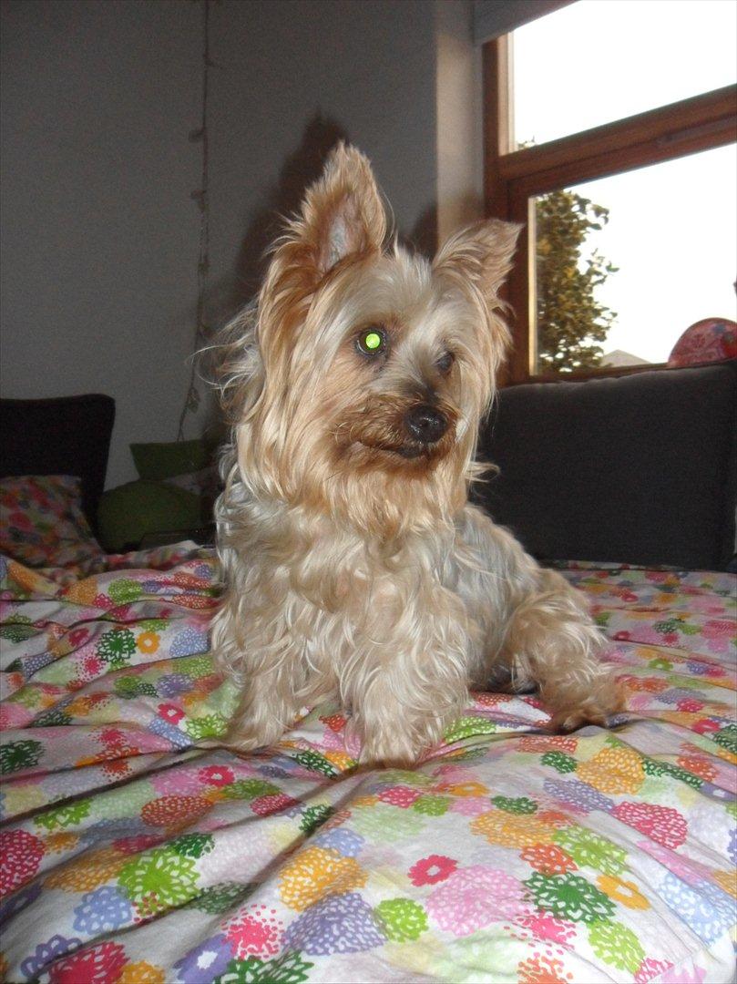 Australian silky terrier Bessi billede 12