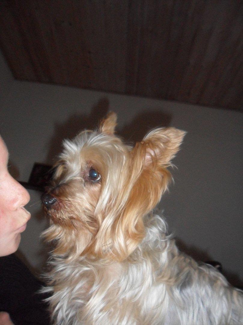 Australian silky terrier Bessi billede 13