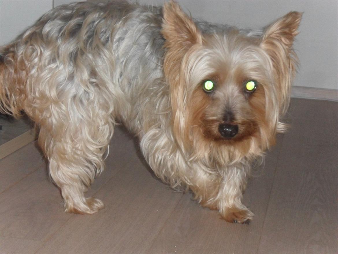 Australian silky terrier Bessi billede 14