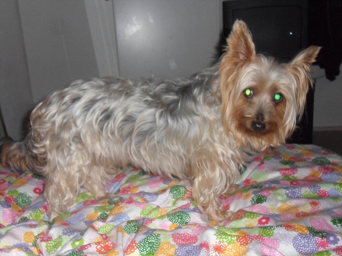 Australian silky terrier Bessi billede 15