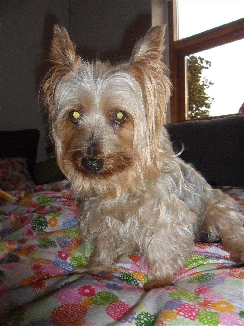 Australian silky terrier Bessi billede 16