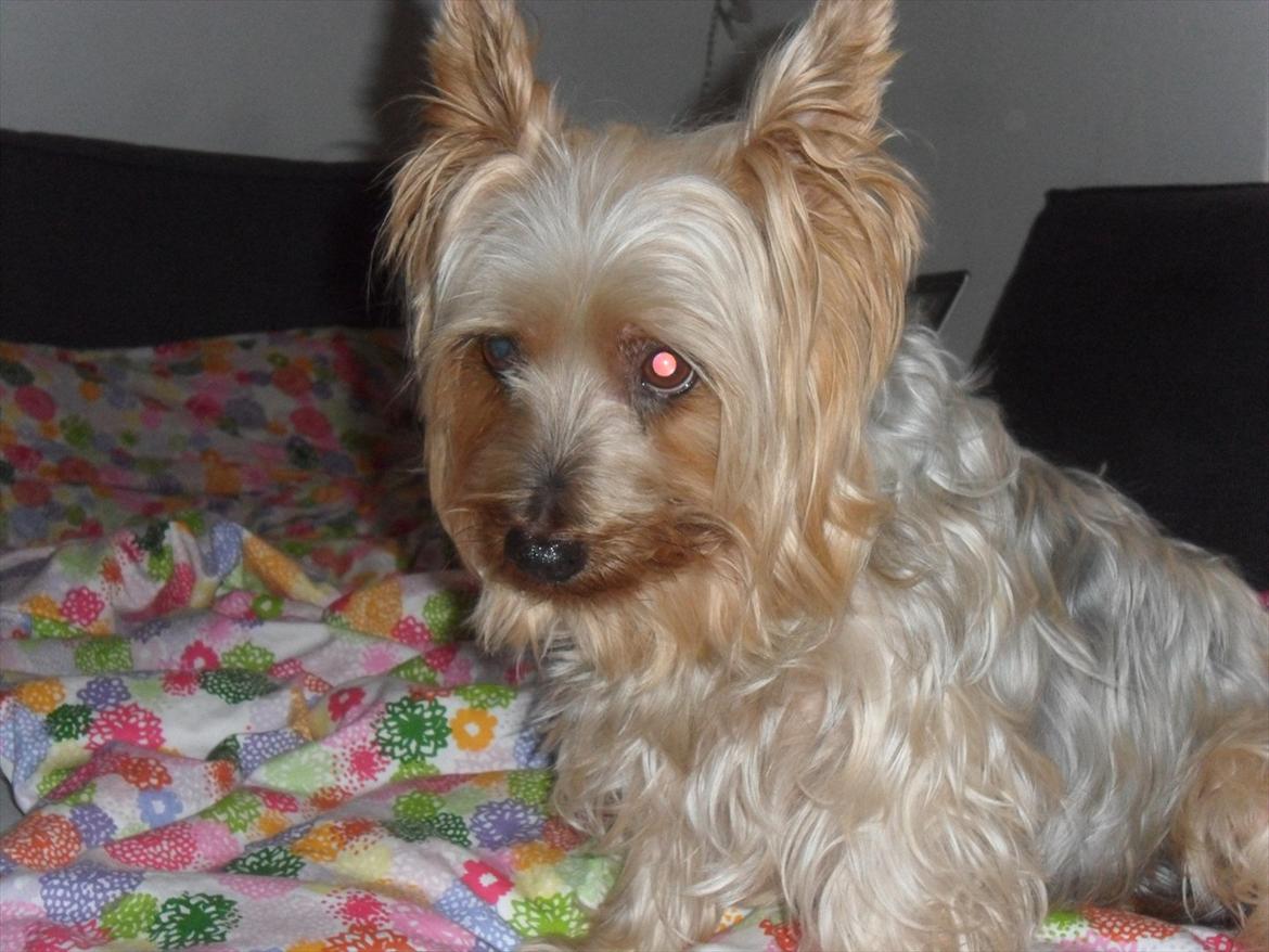 Australian silky terrier Bessi billede 17