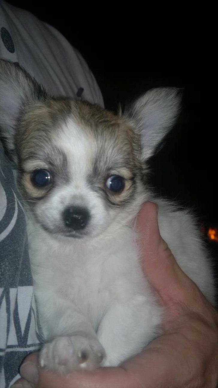 Chihuahua Bieber billede 1