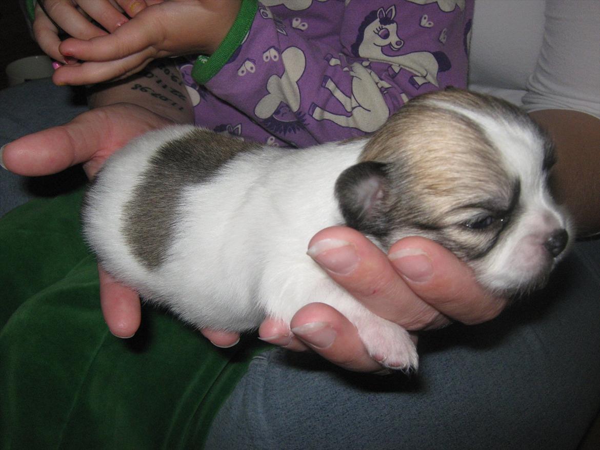 Chihuahua Bieber billede 2