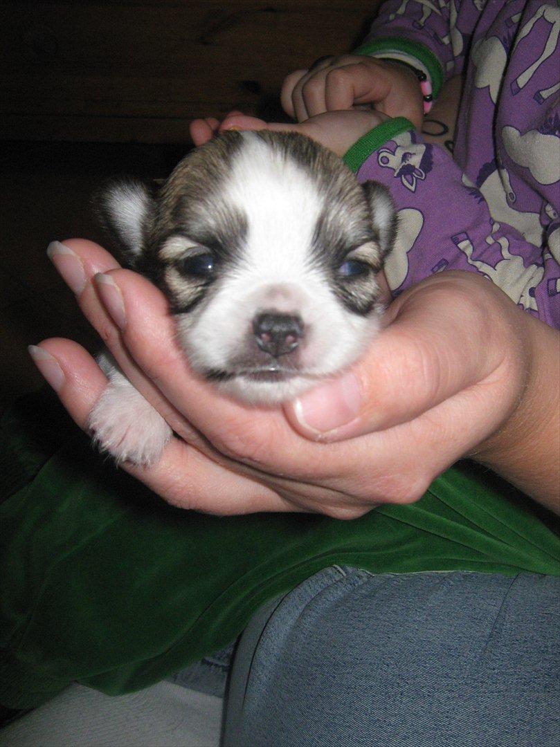 Chihuahua Bieber billede 3