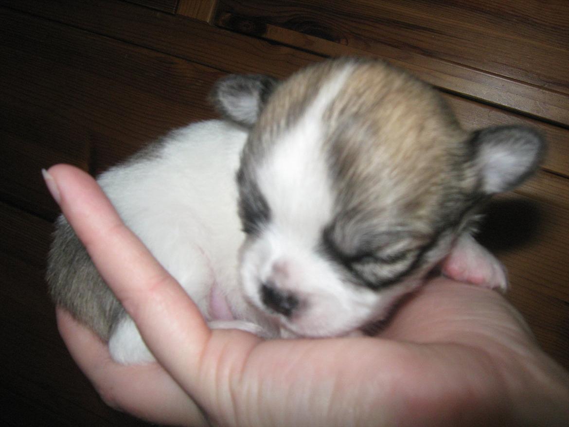 Chihuahua Bieber billede 4