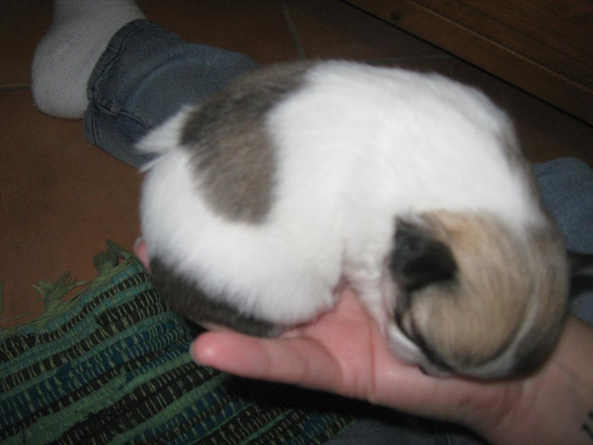 Chihuahua Bieber billede 5