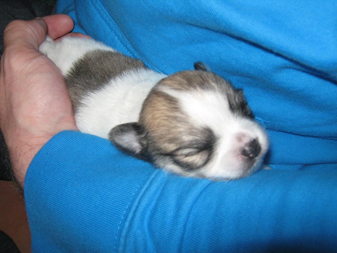 Chihuahua Bieber billede 6