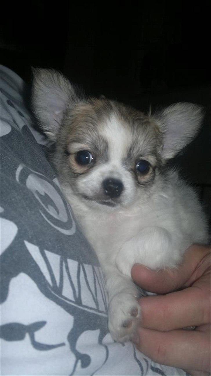 Chihuahua Bieber billede 7