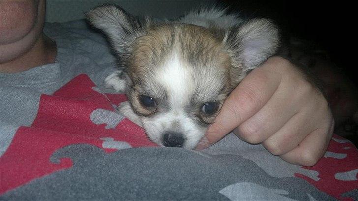 Chihuahua Bieber billede 8