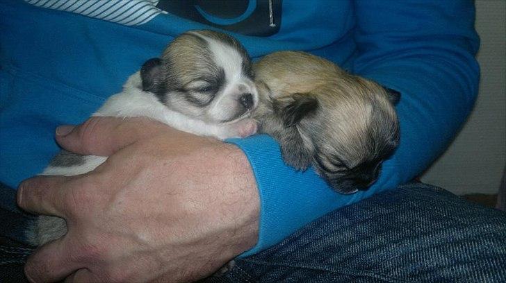 Chihuahua Bieber billede 10